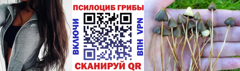 Псилоцибиновые грибы мицелий  где можно купить   Кириши 
